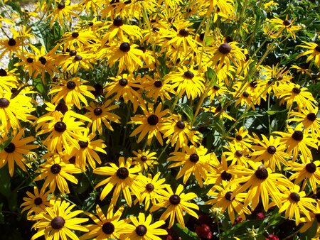 Rudbeckia fulgida Goldstrum - image 2