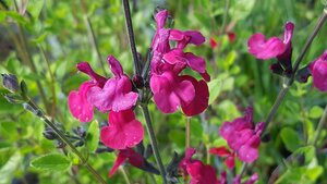 Salvia gre. Cherry Lips