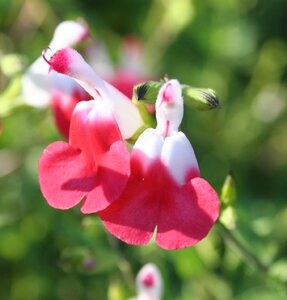 Salvia mic. Hot Lips