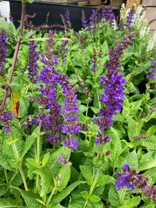 Salvia nemerosa May Night - image 1