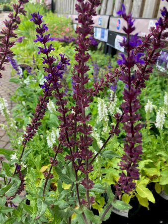 Salvia nemorosa Caradonna - image 1