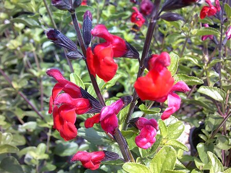 Salvia Royale Bumble - image 1