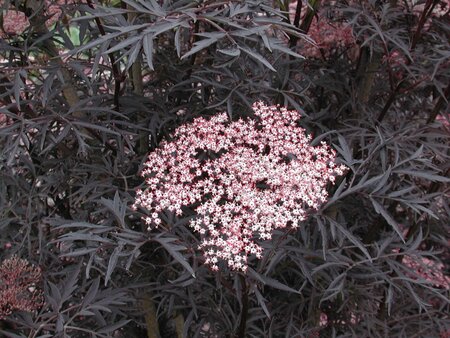 Sambucus nigra Black Lace 12lt