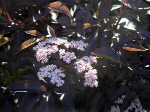 Sambucus nigra Black Lace - image 1