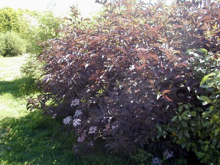 Sambucus nigra Black Lace - image 2