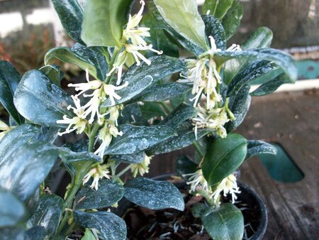 Sarcococca Confusa - image 1