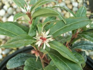 Sarcococca Winter Gem - image 1