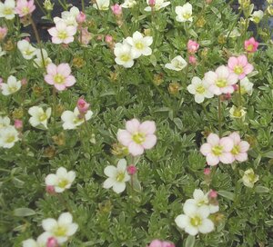 Saxifraga Silver Cushion - image 1