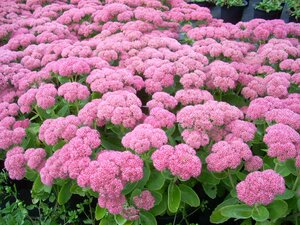 Sedum Autumn Joy