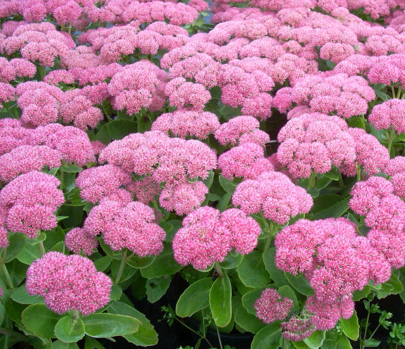 Sedum Brilliant - Thompsons Plants & Garden Centres