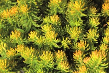 Sedum reflexum Yellow Cushion - image 1