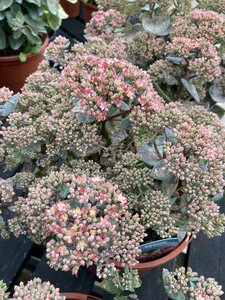 Sedum seduction Rose Charm
