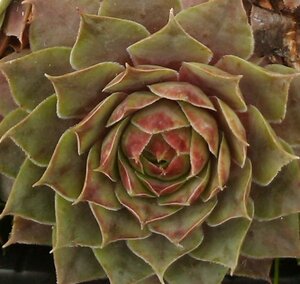 Sempervivum Ruby Hearts