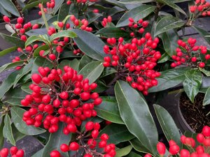 Skimmia japonica Reevesiana - image 1