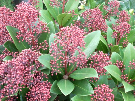 Skimmia japonica Rubella  - image 1