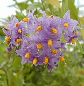 Solanum Crispum Glasnevin - image 1