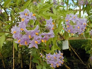 Solanum Crispum Glasnevin - image 2