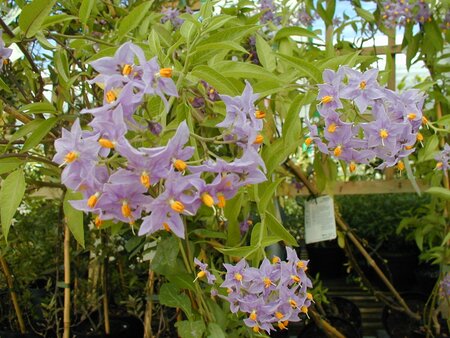 Solanum Crispum Glasnevin - image 2