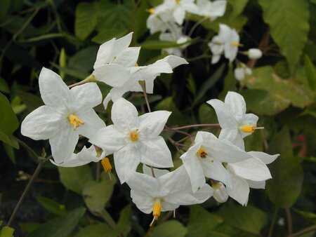 Solanum jas. Album - image 1