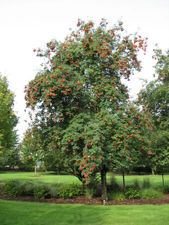 Sorbus Asplenifolia