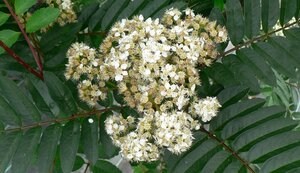 Sorbus Joseph Rock - image 2