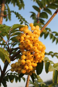 Sorbus Joseph Rock