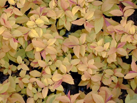 Spiraea japonica Goldflame - image 2