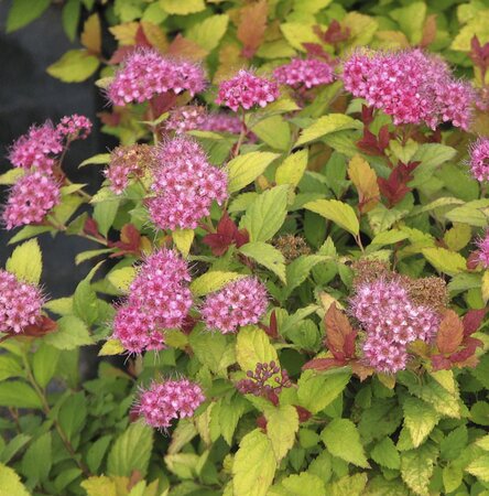 Spiraea japonica Goldflame - image 1