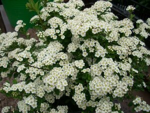 Spiraea nipponica Snowmound - image 1