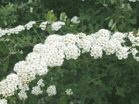 Spiraea nipponica Snowmound - image 2