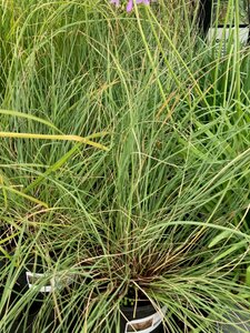 Stipa Gigantea - image 1