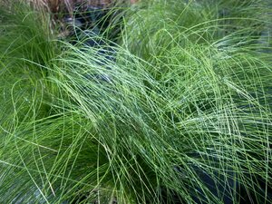 Stipa tenuissima Pony Tails - image 1