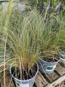 Stipa tenuissima Pony Tails - image 2