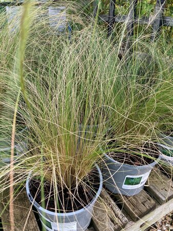 Stipa tenuissima Pony Tails - image 2