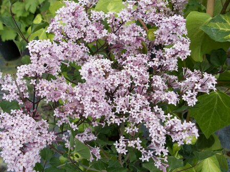 Syringa meyeri Palibin - image 1