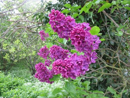 Syringa vul. Charles Joly - image 1