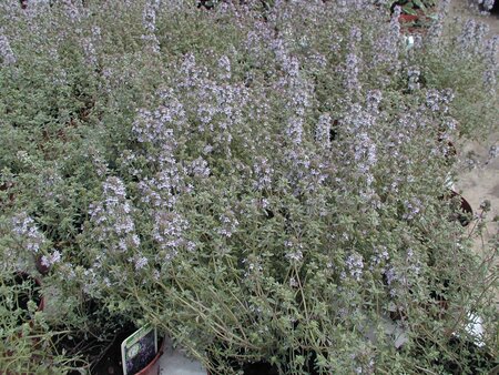 Thymus vulgaris Silver Posie - image 1