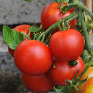 Tomato Ailsa Craig