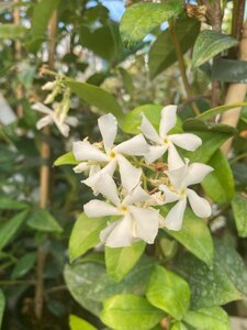 Trachelospermum jasminoides