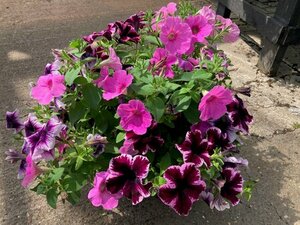 Trailing Petunia Hanging Basket - image 2