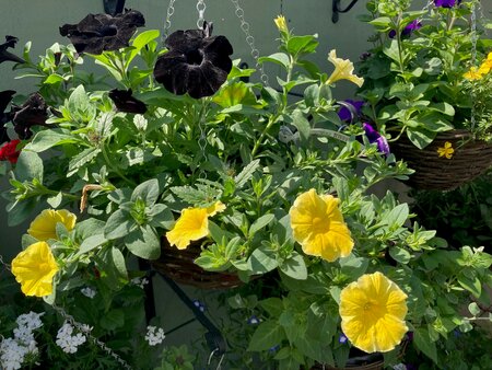 Trailing Petunia Hanging Basket - image 3