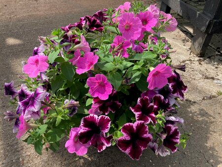 Trailing Petunia Hanging Basket - image 2