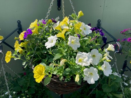 Trailing Petunia Hanging Basket - image 1