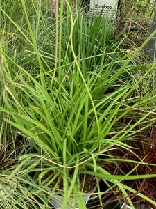 Tulbaghia violacea - image 3