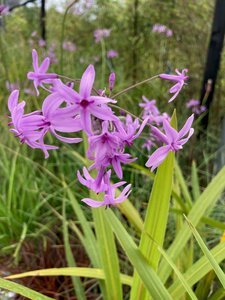 Tulbaghia violacea - image 4