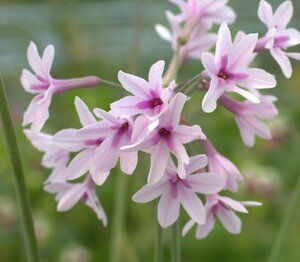 Tulbaghia violacea