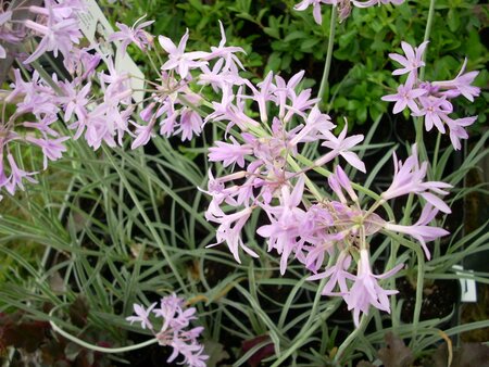 Tulbaghia violacea variegata - image 1