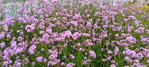 Verbena Bonariensis - image 1