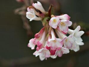 Viburnum Farreri - image 1