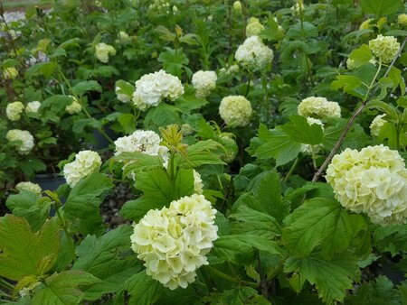 Viburnum opulus Roseum - image 2